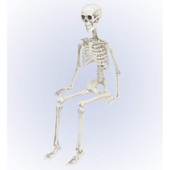 Esqueleto Posable 90 cm