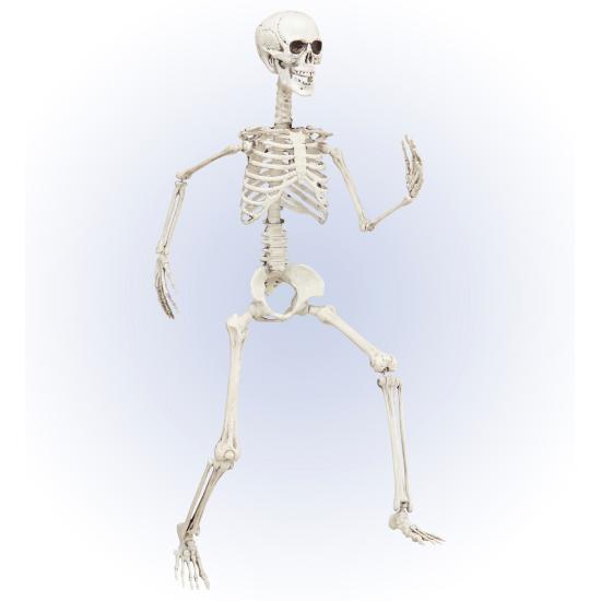 Esqueleto Posable 90 cm