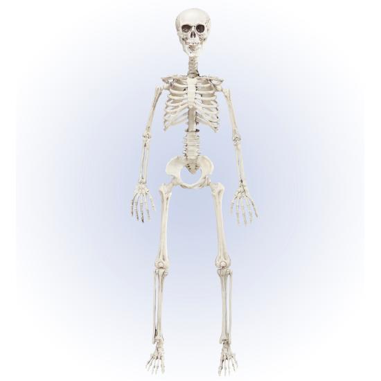 Esqueleto Posable 90 cm