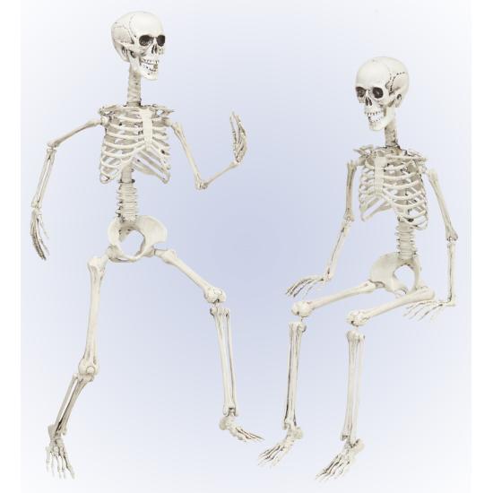 Esqueleto Posable 90 cm