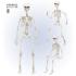 Esqueleto Posable 90 cm
